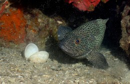 Thailand 2015 - Ko Tao - Merou corail - Epinephelus corallicola _IMG_3765_rc